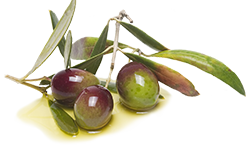 Olio - Aceto